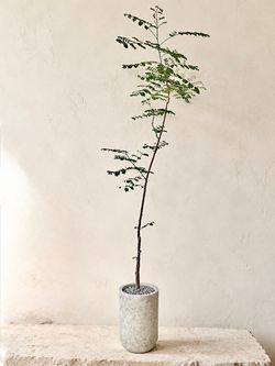 ~ 80” Tall Delonix Decaryi (Planter Included) ‘Local LA Seller’