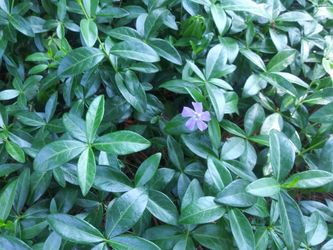 Myrtle grouncover - Vinca vine major