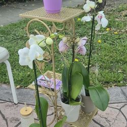 Orchid And Plants Available 
