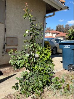Big Healthy Strawberry Guava Plant in a 5 gallon pot. About 5 feet tall.