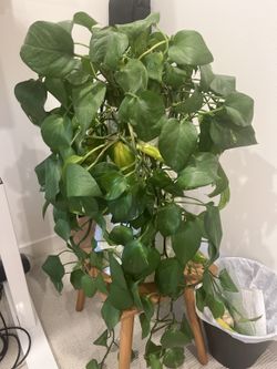 Large golden pothos in white textured pot