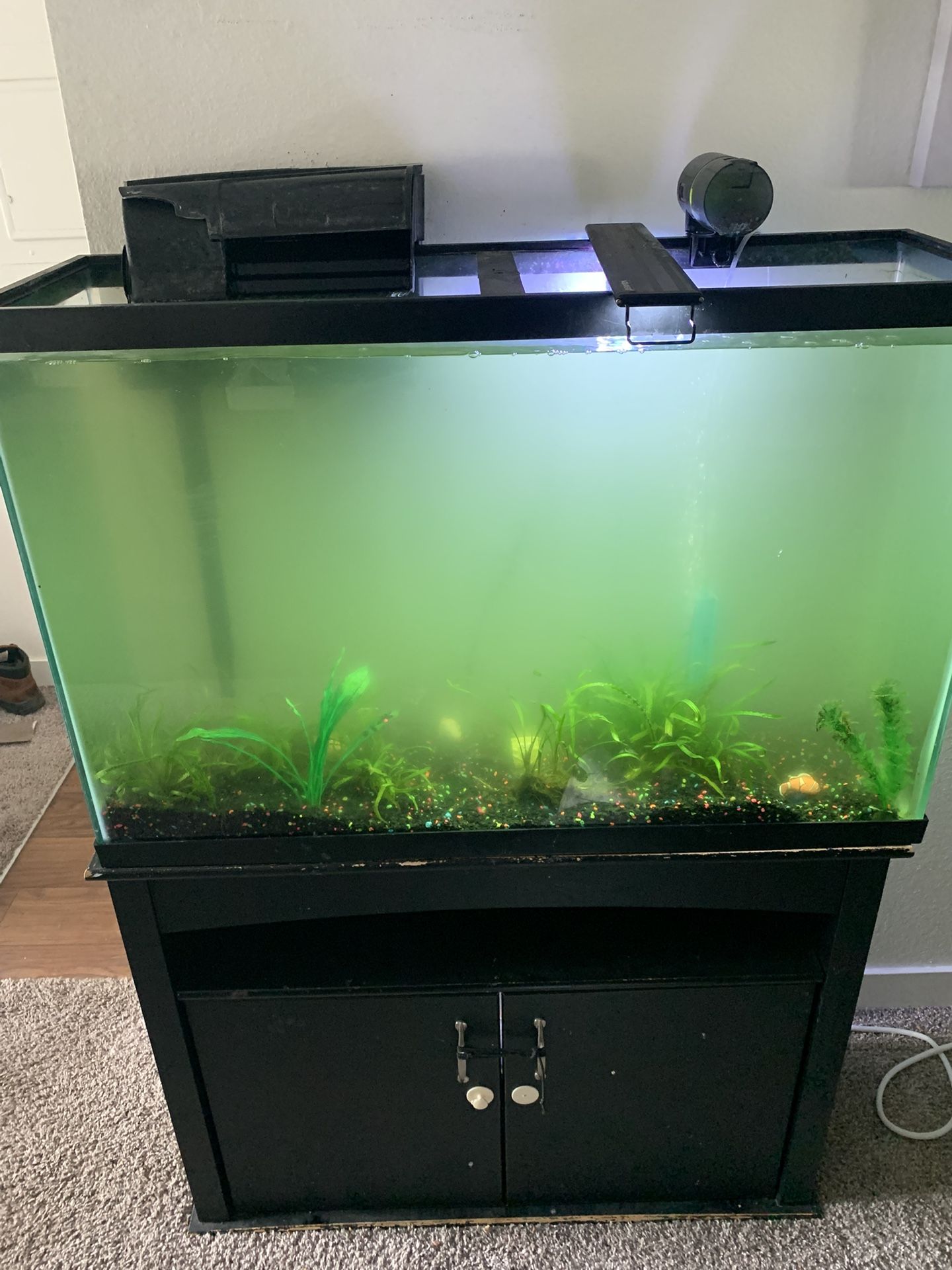 55 Gallon Fish Tank