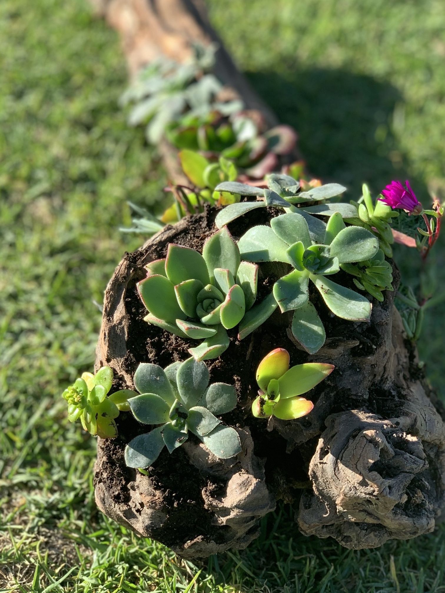 Succulents On Log/ Wood Planter