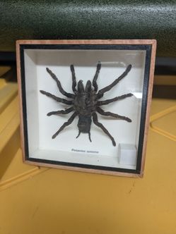Brazilian spider