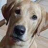 Oscar