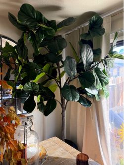 Fiddle leaf fig tree