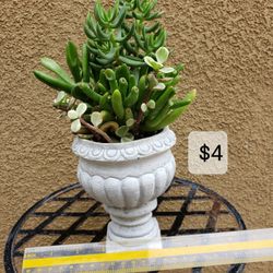 Succulent Arrangements