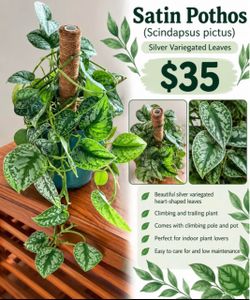 Satin Pothos Scindapsus Pictus with Climbing Pole