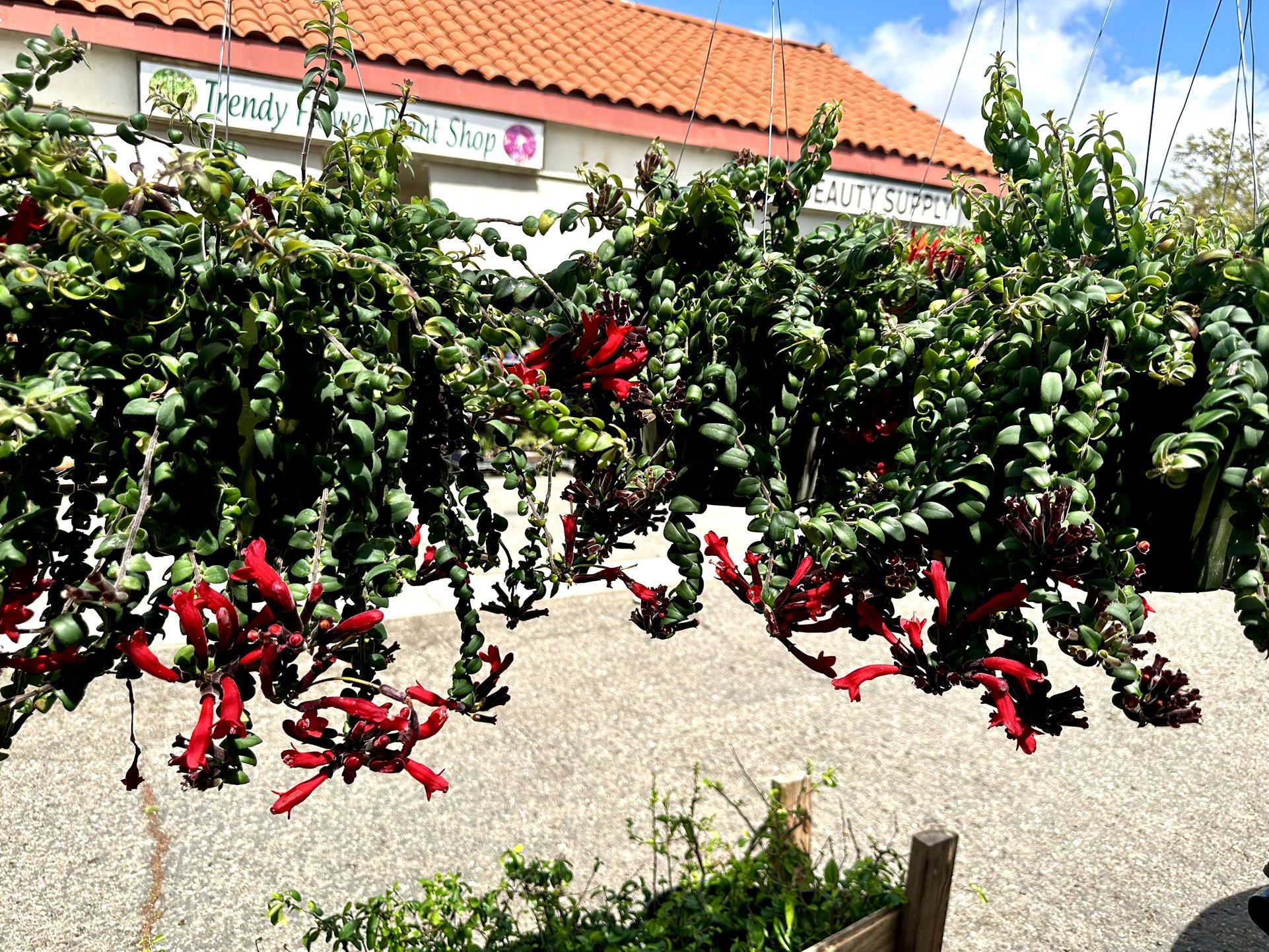 Curly Lipstick Plant (Aeschynanthus Radicans) Indoor/Patio Flower Plant