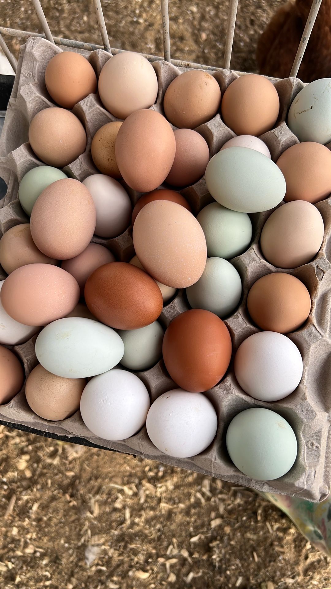 Fresh Eggs $4 A Dozen