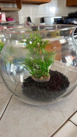 Fish bowls