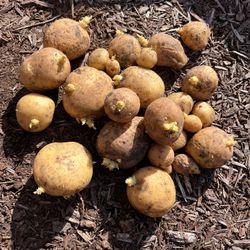 Yukon Gold Potato Seed
