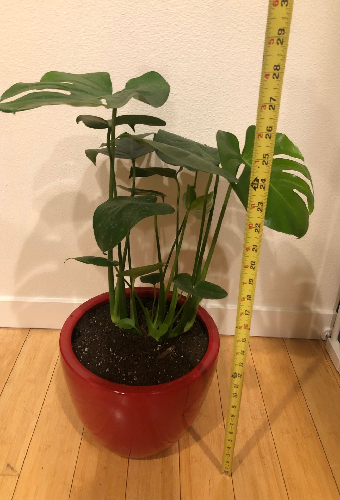 Large Monstera plant in a red ceramic pot