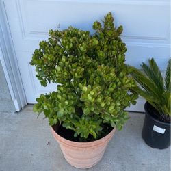 Plant With Pot
