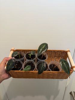 Alocasia plants for sale/trade