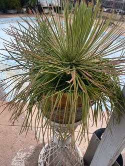 Plants