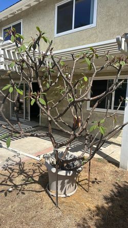 Free plants