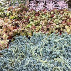 Mix Succulents Plant.