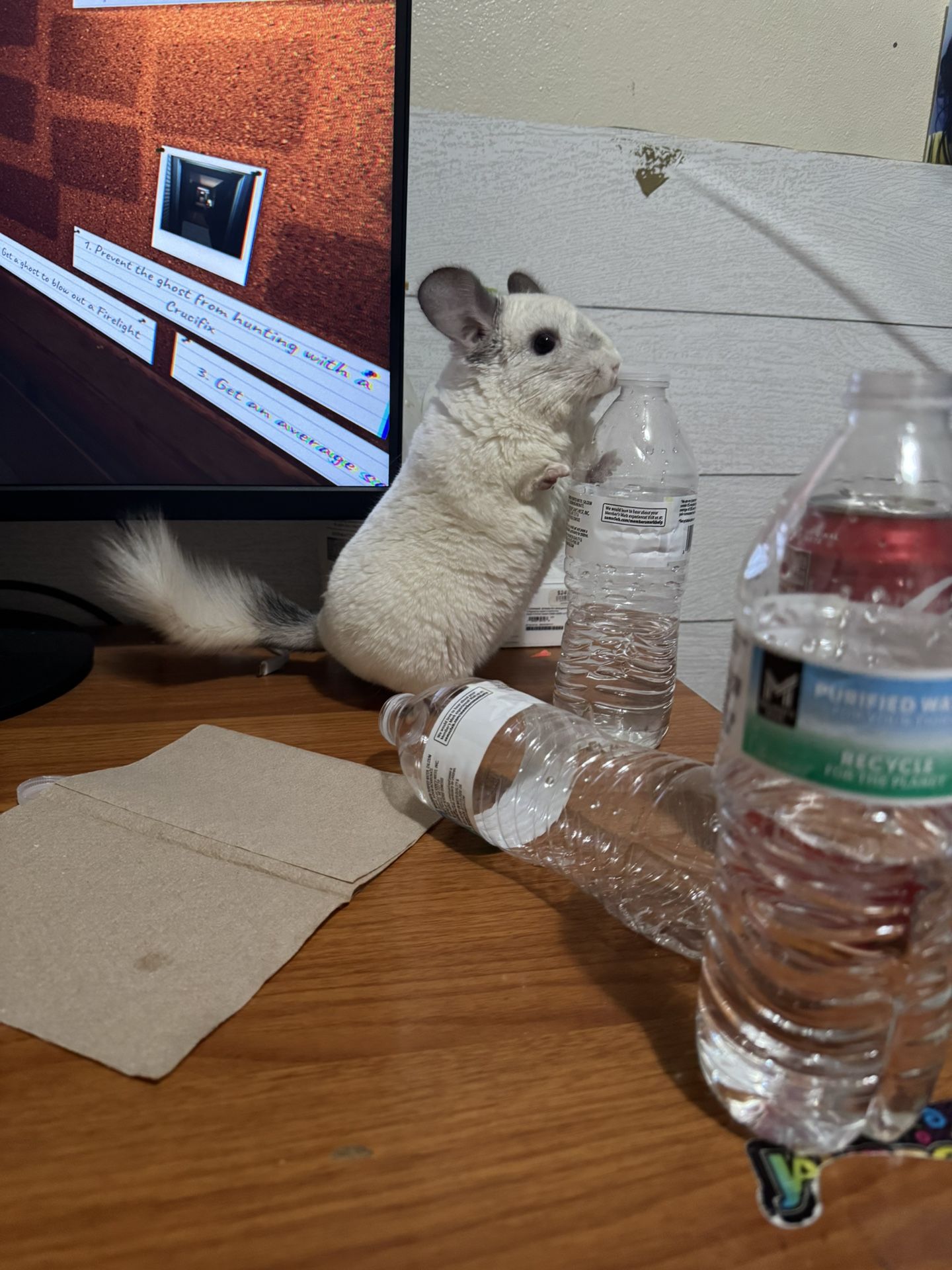 I Have A Chinchilla For Sale