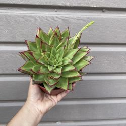 6” Echeveria Lipstick
