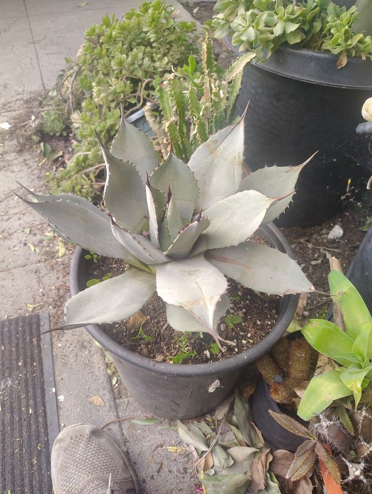 Agave Plant Blue Agave