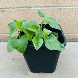 Sweet Potato Leaves plants