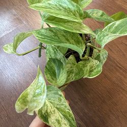 Marble queen pothos plant + free bird of paradise plant starter