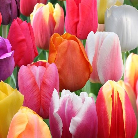 Tulip Bulb- BULK 100 CT Rainbow mix