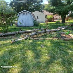 Free Pine Firewood Or Lumbar For A Mill