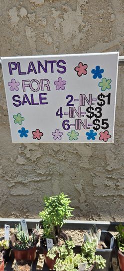 Succulents for sale