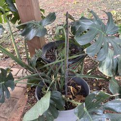 FREE Monstera Cuttings