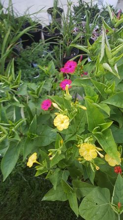 Mirabilis plant (Marvel of Peru)