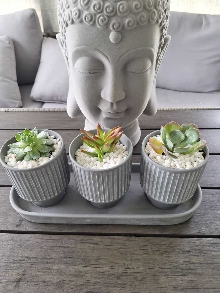 Succulent Plants