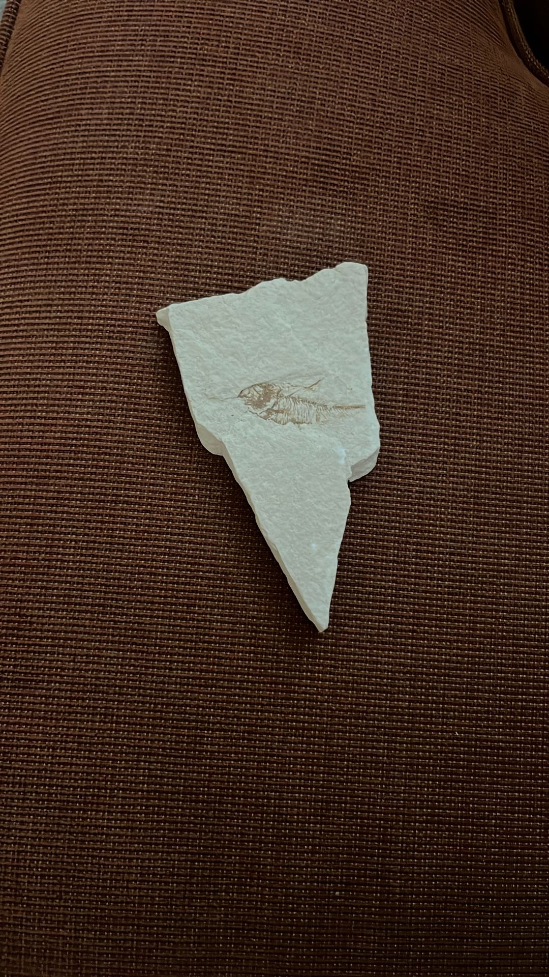 Fish Fossil