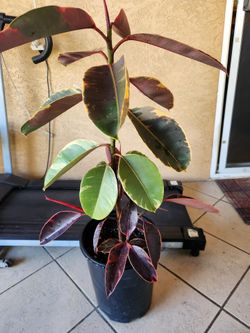 Ficus Ruby Plant
