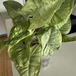 Large Confetti Syngonium