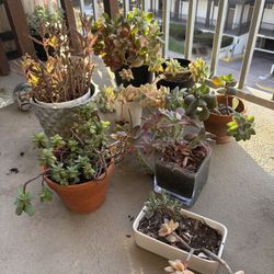 8 Succulent Plants