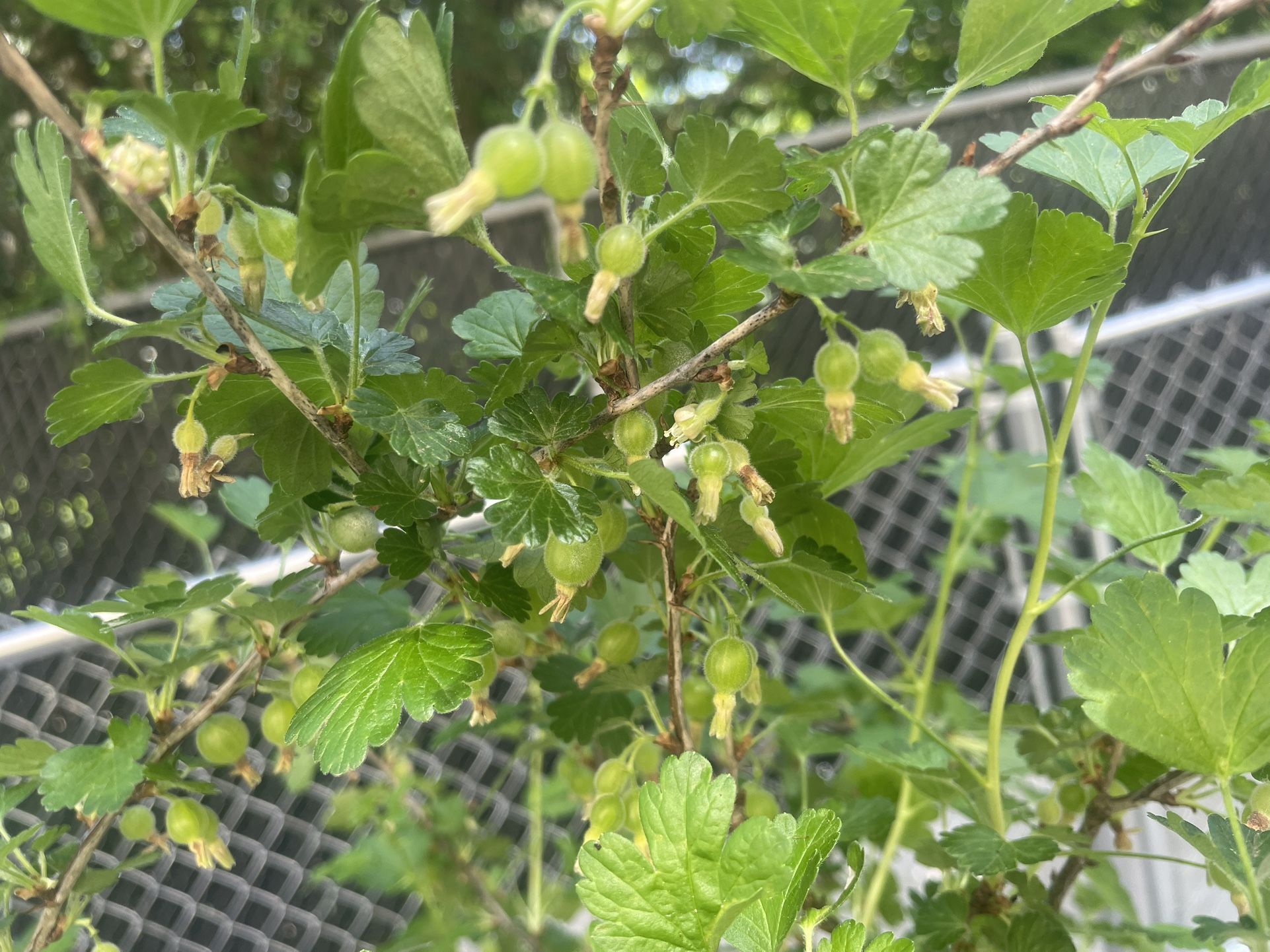 Giant sweet Goose Berry Plant