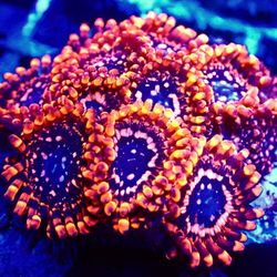Utter Chaos Zoa 