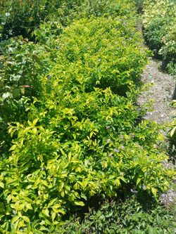 Small privacy hedges from $6