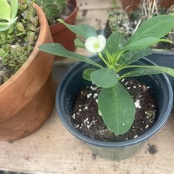 White Crown Thorns Plants 🪴 