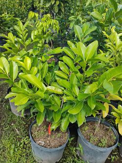 Huge Sale! Fruit trees $50🥑🥭🍋🍊