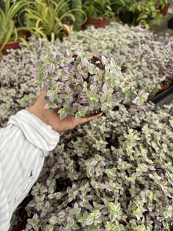 4” Callisia pink Panther 