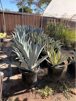 Agave 15 gal