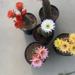 Argentine- Flying Saucer Cactus 