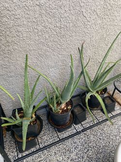 Aloe