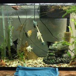 40 Gallons With The Set Up Stand Include
