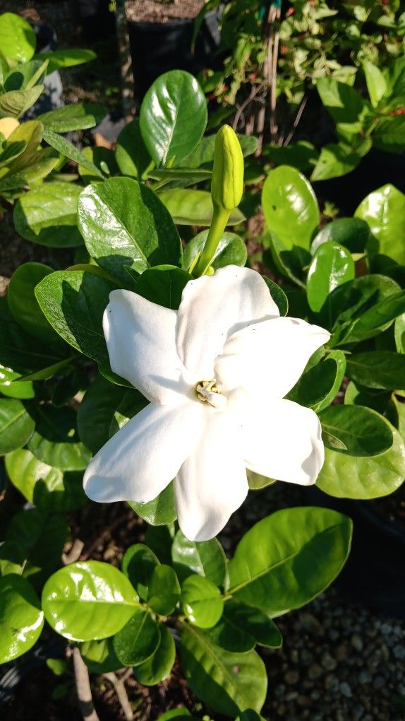 Beautiful Gardenia plants 7gl $45🤍🤍