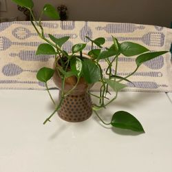 Pathos Plant In Opalhouse Glazed Pot With Drainage