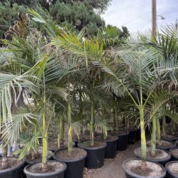 King Palm Trees